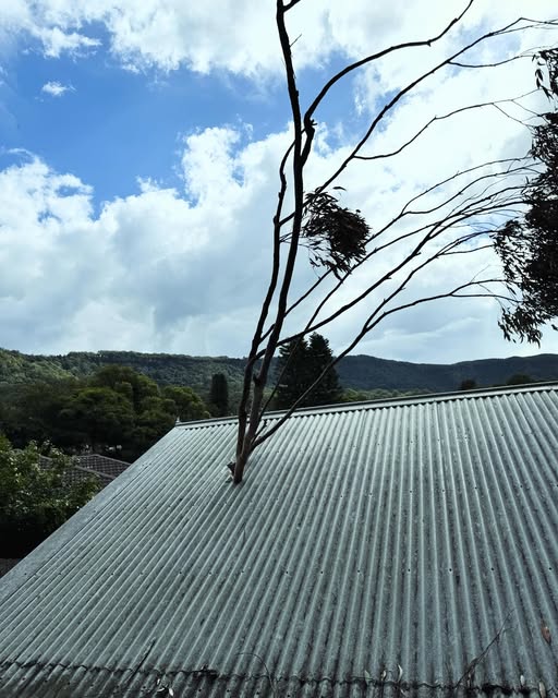 Tree growing through a corrugated metal roof in the Illawarra